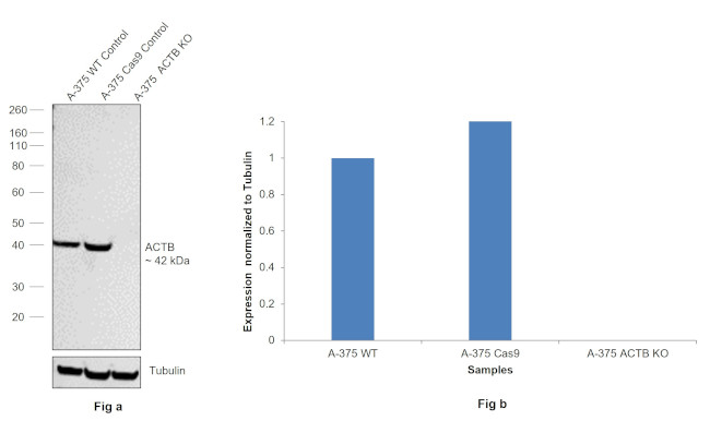 beta Actin Loading Control Antibody in Western Blot (WB)