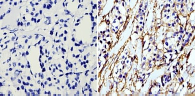 beta Actin Loading Control Antibody in Immunohistochemistry (Paraffin) (IHC (P))