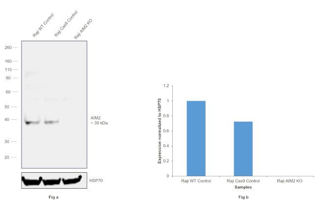 AIM2 Antibody in Western Blot (WB)