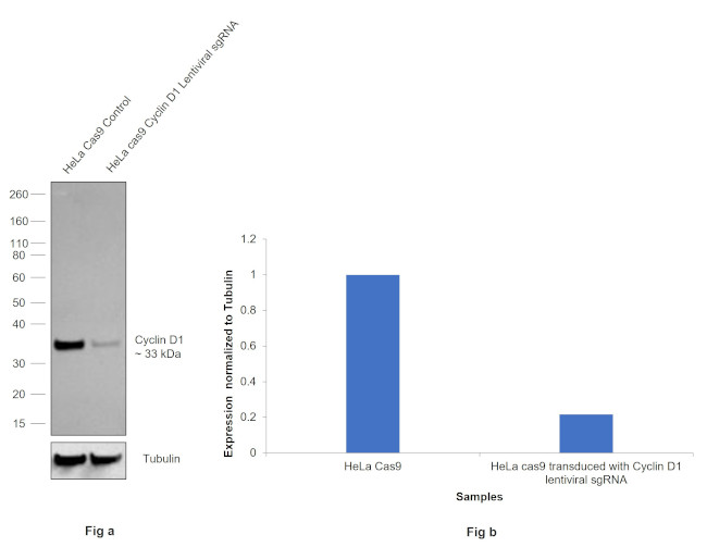 Cyclin D1 Antibody