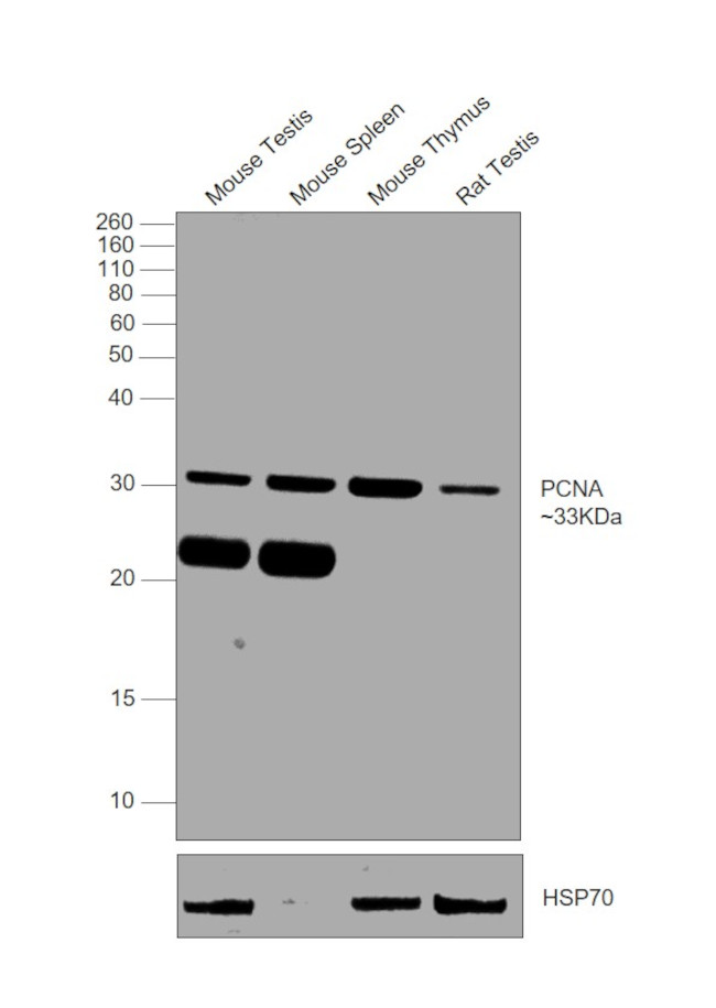 PCNA Antibody in Western Blot (WB)