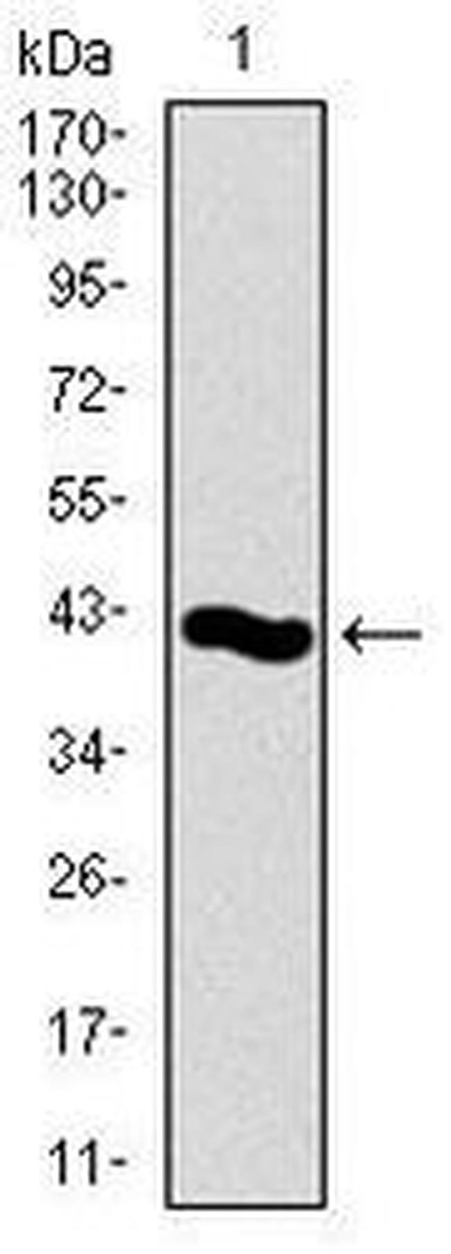 PCNA Antibody in Western Blot (WB)