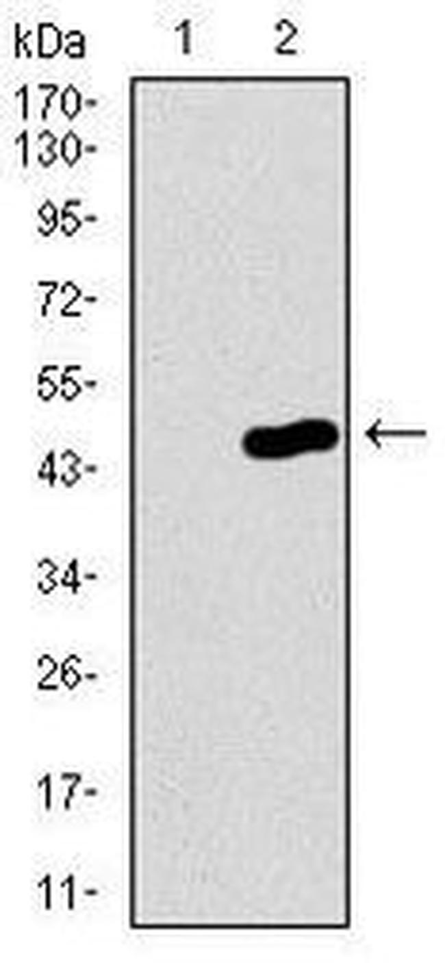 PCNA Antibody in Western Blot (WB)