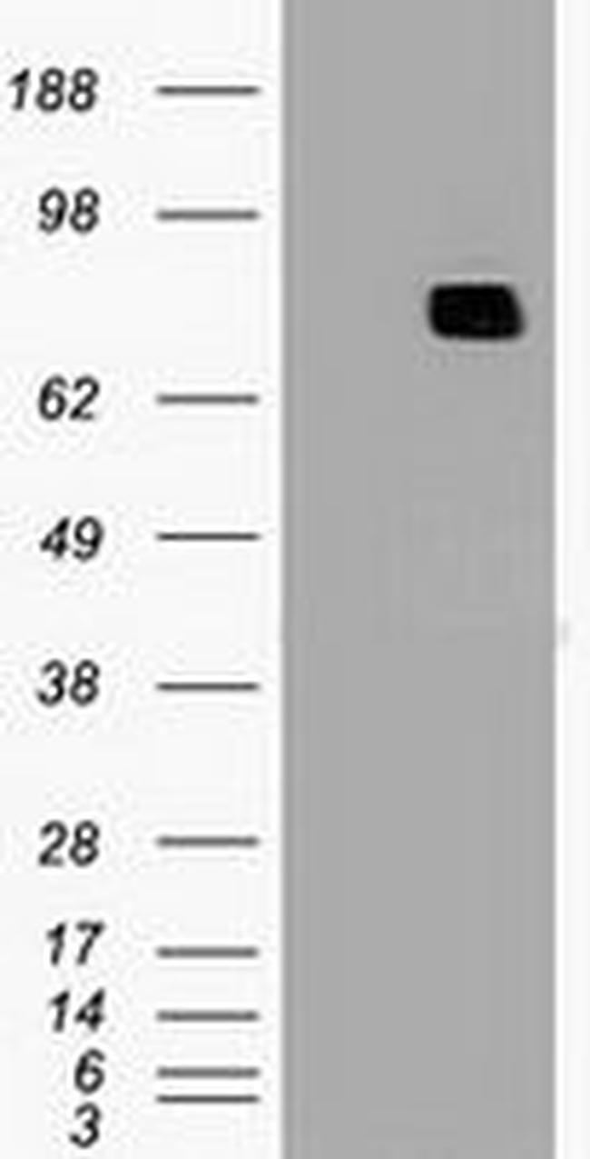 MX1 Antibody in Western Blot (WB)