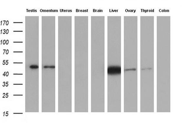 IDH1 Antibody in Western Blot (WB)