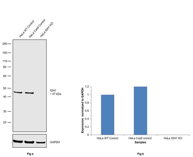 IDH1 Antibody in Western Blot (WB)