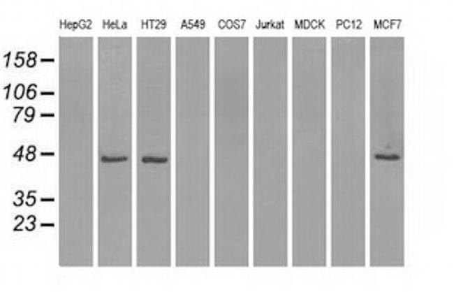 IDH1 Antibody in Western Blot (WB)