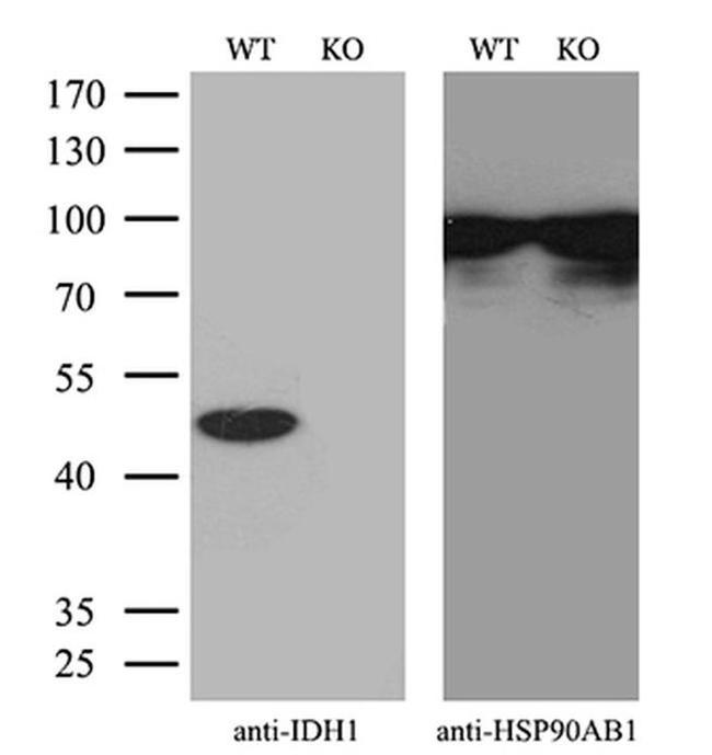 IDH1 Antibody in Western Blot (WB)