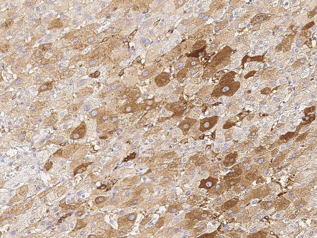 KChIP3 Antibody in Immunohistochemistry (Paraffin) (IHC (P))