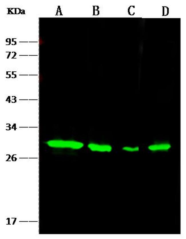 NQO1 Antibody in Western Blot (WB)