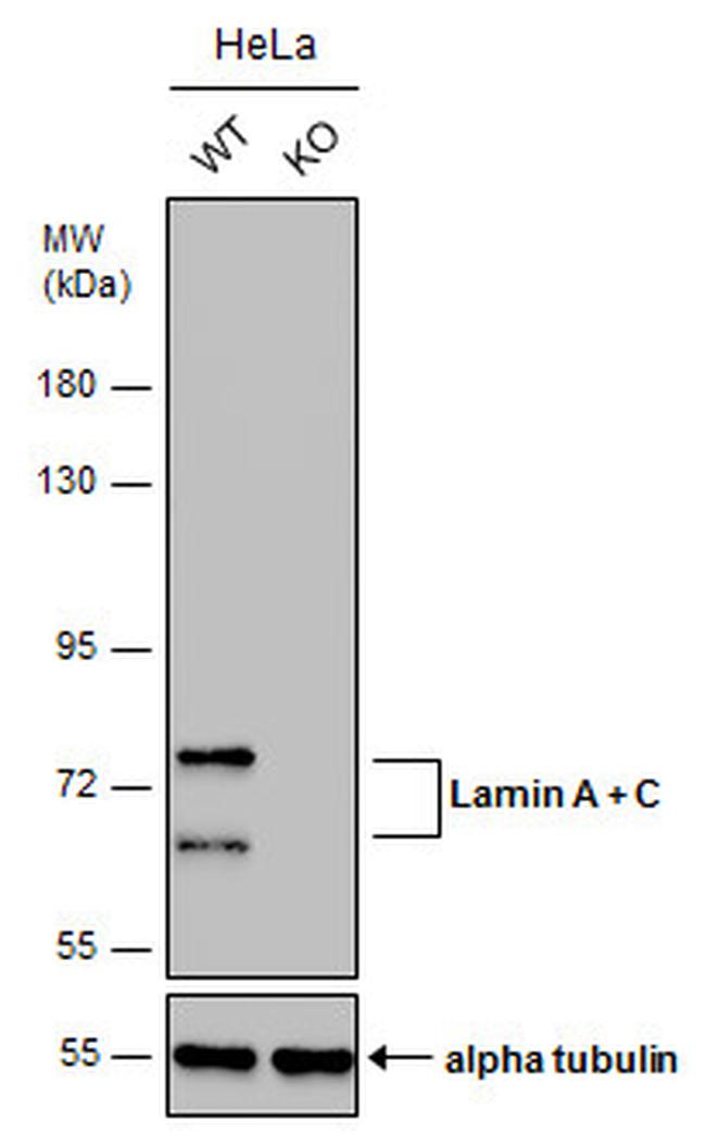 Lamin A/C Antibody in Western Blot (WB)