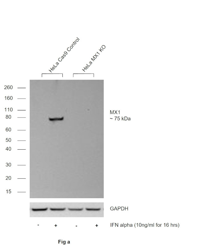 MX1 Antibody