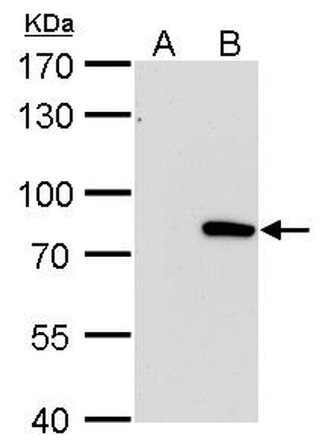 MX1 Antibody in Western Blot (WB)