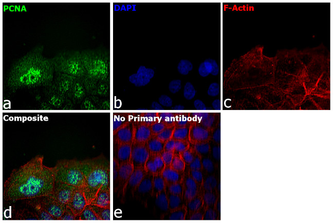 PCNA Antibody in Immunocytochemistry (ICC/IF)