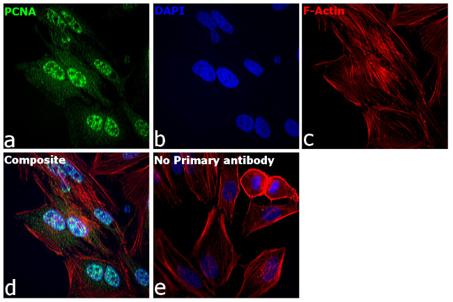 PCNA Antibody in Immunocytochemistry (ICC/IF)