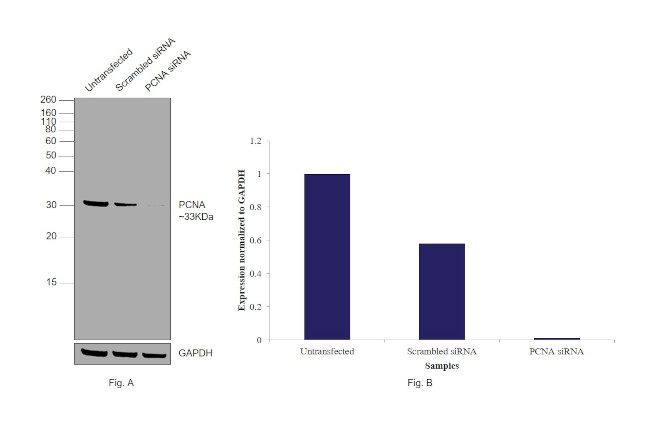 PCNA Antibody