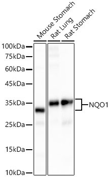 NQO1 Antibody in Western Blot (WB)