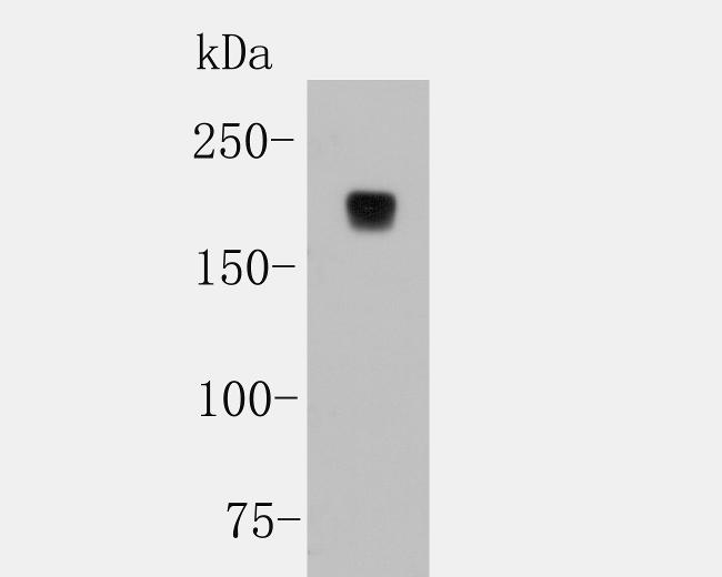 CD45 Antibody in Western Blot (WB)