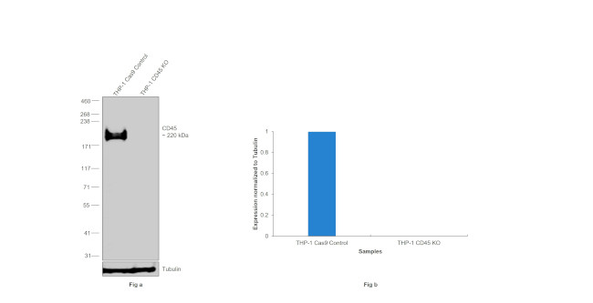 CD45 Antibody in Western Blot (WB)