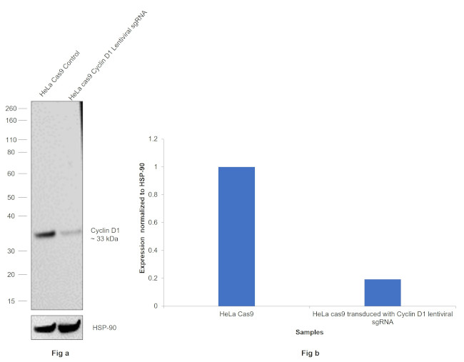 Cyclin D1 Antibody