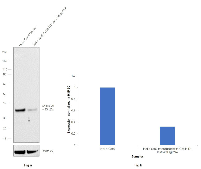 Cyclin D1 Antibody