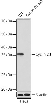 Cyclin D1 Antibody in Western Blot (WB)