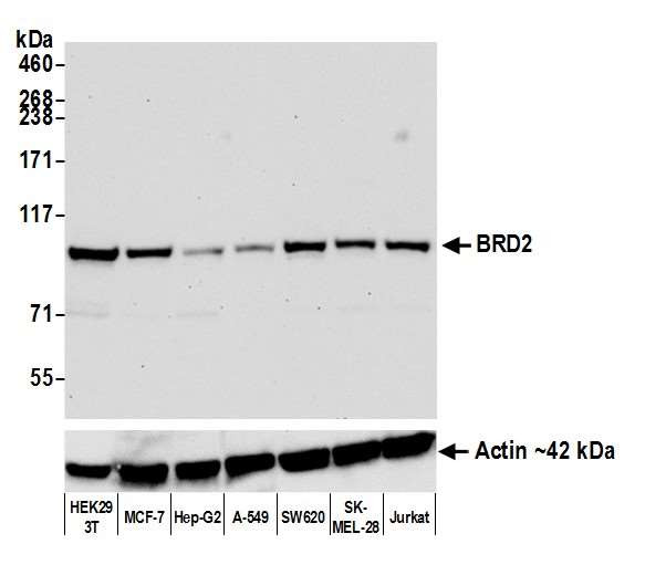 BRD2 Antibody in Western Blot (WB)