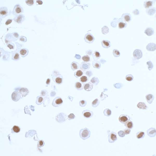 PCNA Antibody in Immunocytochemistry (ICC/IF)