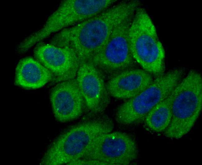 Calreticulin Antibody in Immunocytochemistry (ICC/IF)