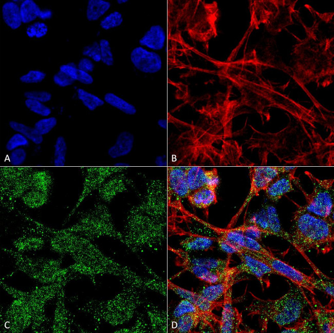 KCC2 Antibody in Immunocytochemistry (ICC/IF)