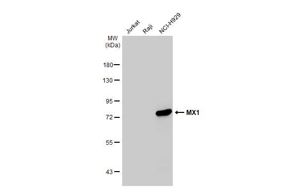 MX1 Antibody in Western Blot (WB)