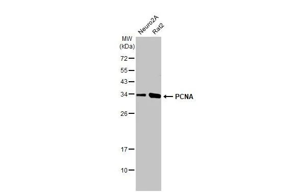 PCNA Antibody in Western Blot (WB)