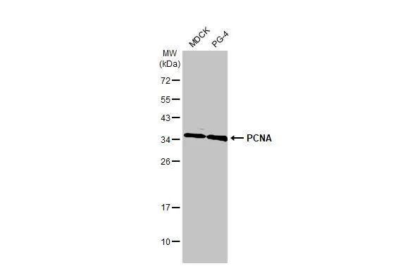 PCNA Antibody in Western Blot (WB)