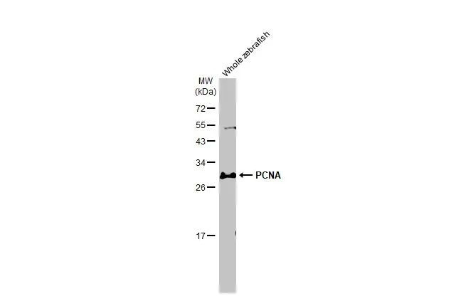 PCNA Antibody in Western Blot (WB)