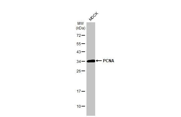 PCNA Antibody in Western Blot (WB)