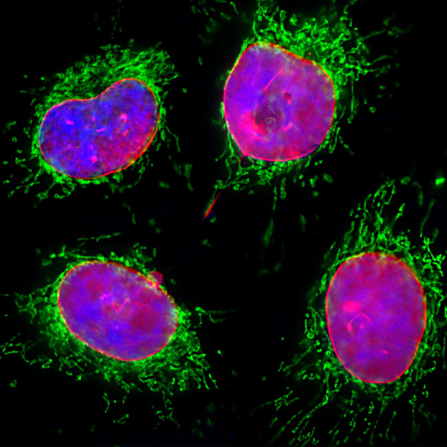 Lamin A/C Antibody in Immunocytochemistry (ICC/IF)