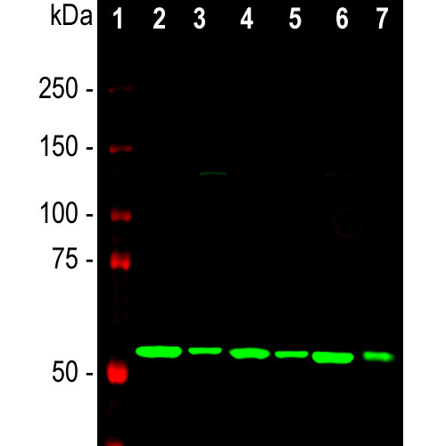 Calreticulin Antibody in Western Blot (WB)