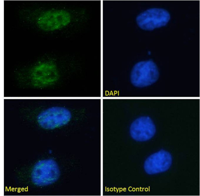 PCNA Antibody in Immunocytochemistry (ICC/IF)