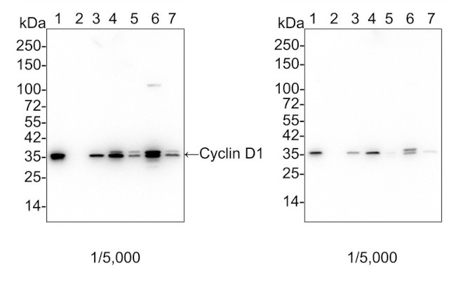 Cyclin D1 Antibody in Western Blot (WB)