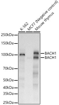 BACH1 Antibody in Western Blot (WB)