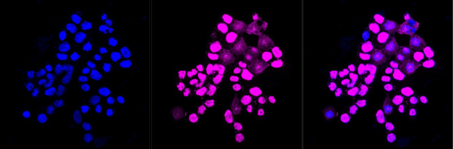 BAF57 Antibody in Immunocytochemistry (ICC/IF)