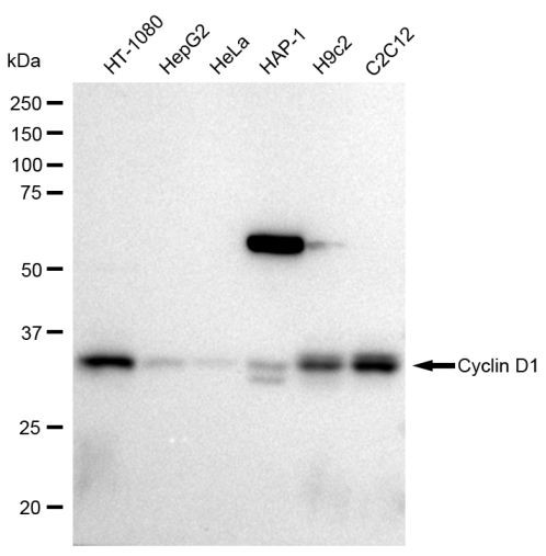 Cyclin D1 Antibody in Western Blot (WB)