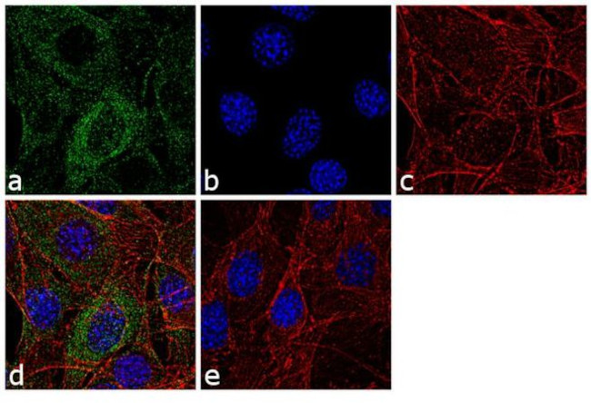 Vimentin Antibody in Immunocytochemistry (ICC/IF)