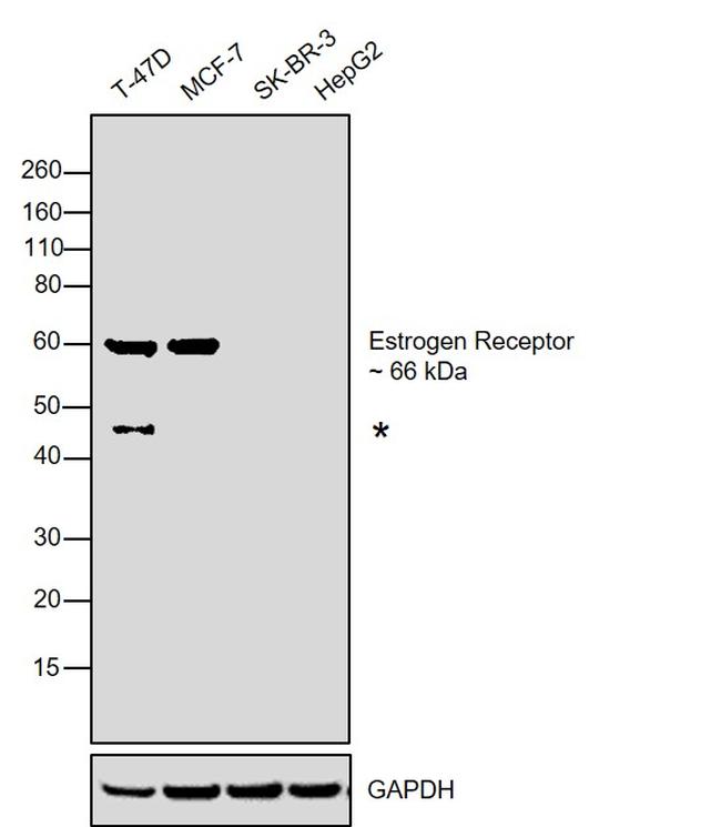 Estrogen Receptor alpha Antibody in Western Blot (WB)