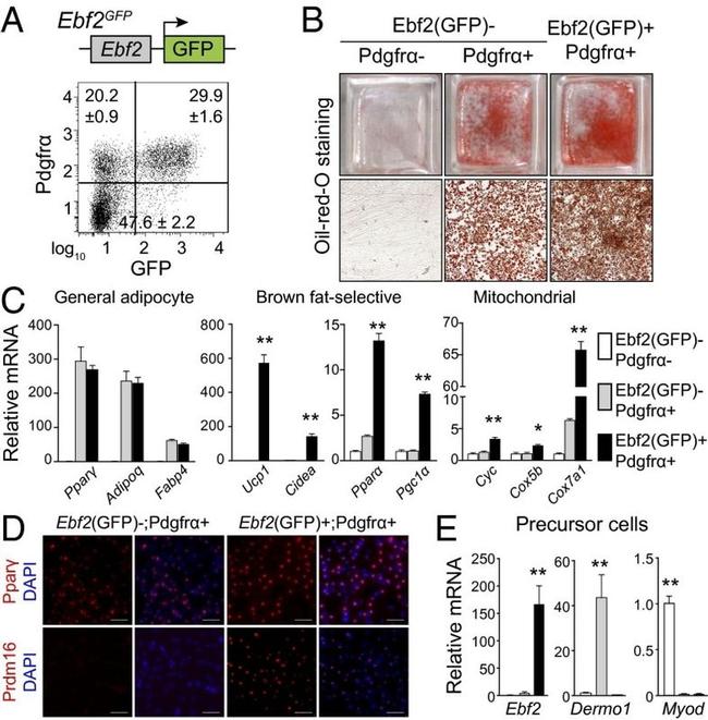 PPAR gamma Antibody in Immunocytochemistry (ICC/IF)