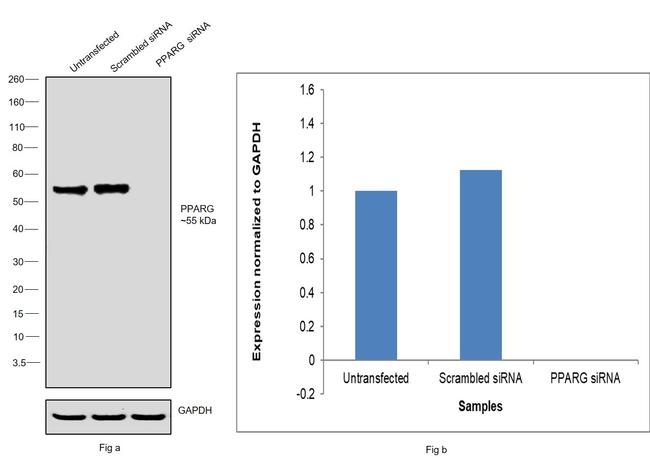 PPAR gamma Antibody in Western Blot (WB)