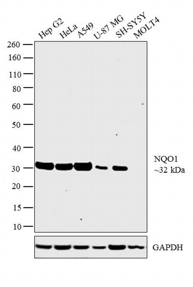 NQO1 Antibody in Western Blot (WB)