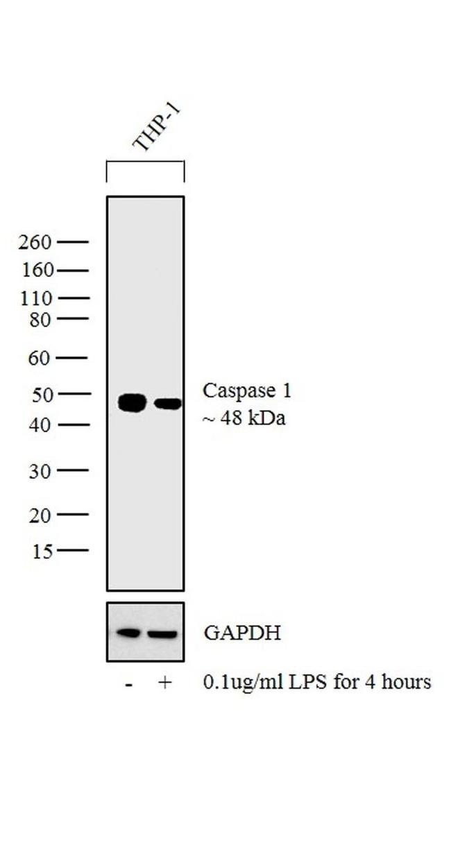 Caspase 1 Antibody