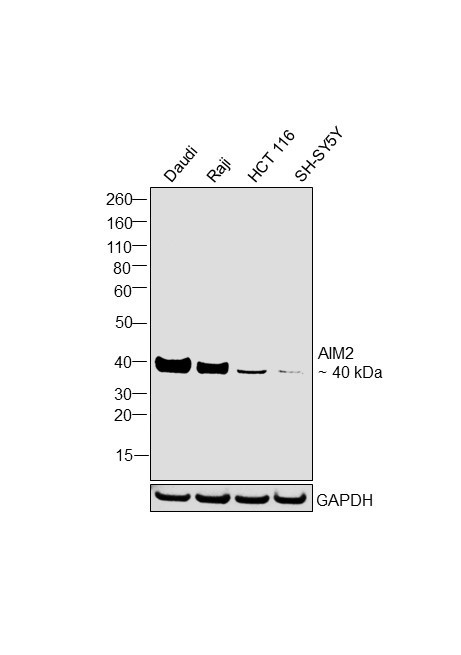 AIM2 Antibody