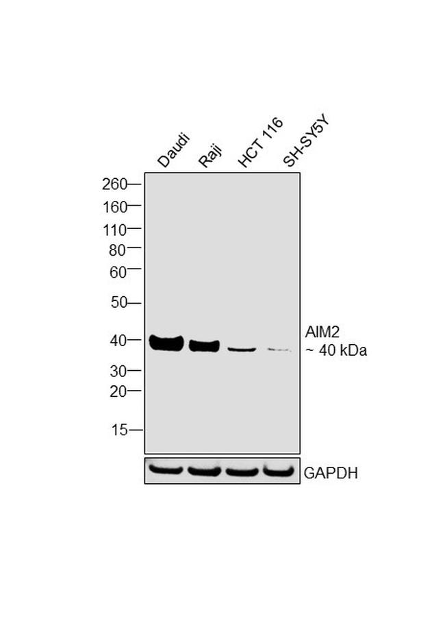 AIM2 Antibody in Western Blot (WB)